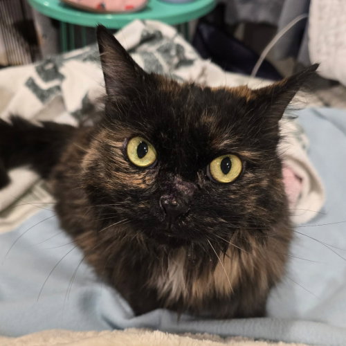 Destiny (in foster / schedule meeting), a cat for adoption from Carolina Animal Rescue And Adoption