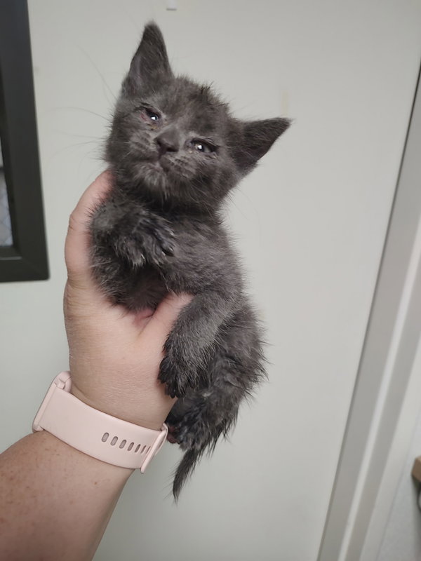 Kit Kat