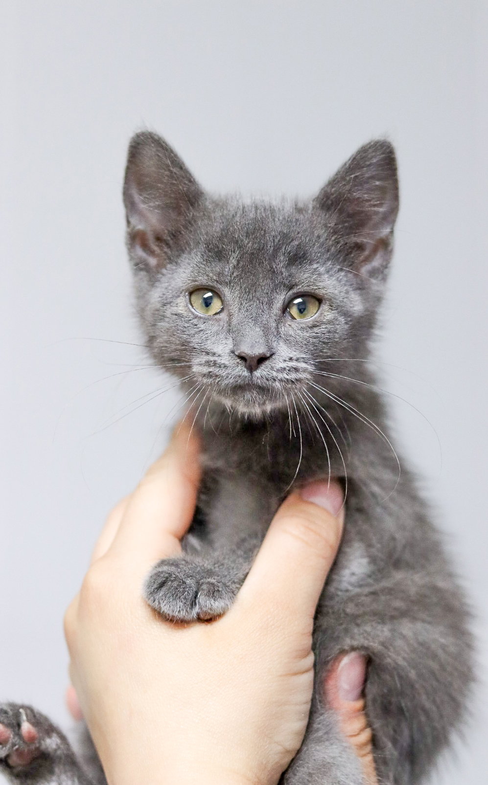 Kit Kat