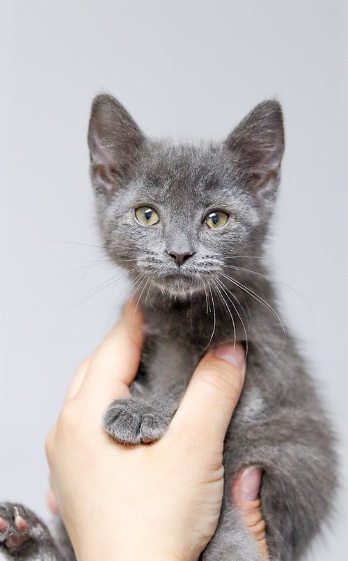 Kit Kat, Baby Domestic Short Hair / Mixed, cat for adoption in Durham, North Carolina