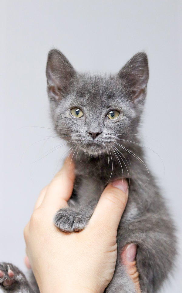 Kit Kat