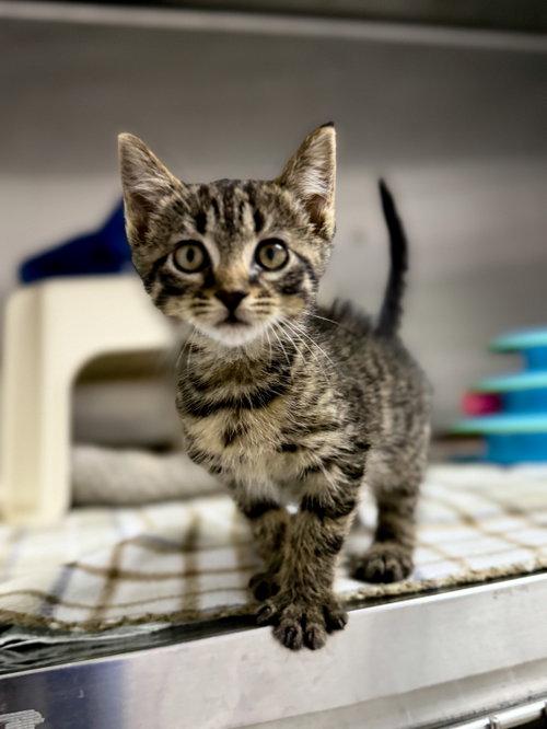 Kelso, Baby Domestic Short Hair / Mixed (short coat), cat for adoption in Sanford, North Carolina