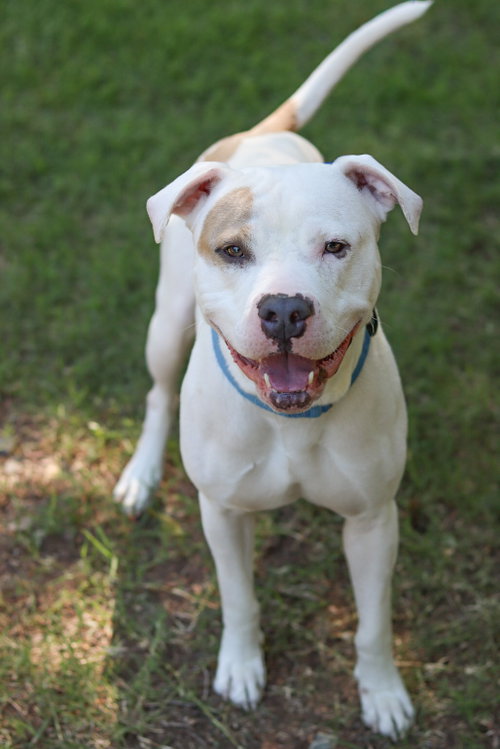 Barn Door, an adoptable Pit Bull Terrier in Sanford, NC