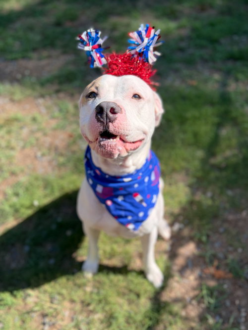 Barn Door, an adoptable Pit Bull Terrier in Sanford, NC