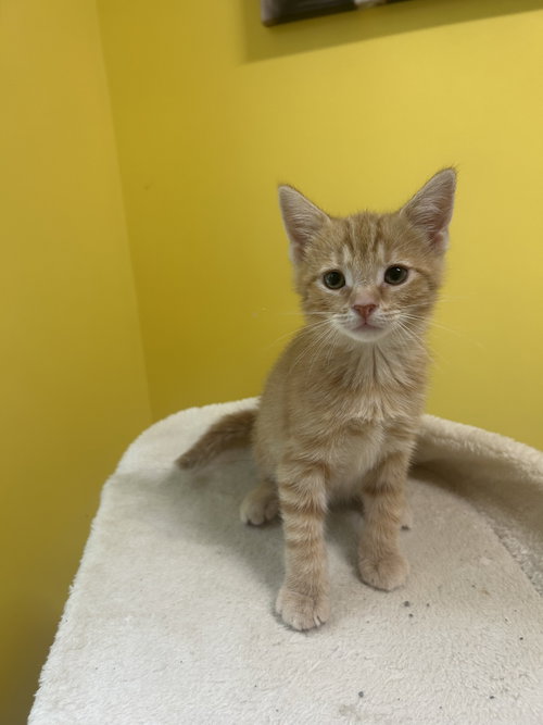 Crab Leg, Baby Domestic Short Hair / Mixed, cat for adoption in Sanford, North Carolina