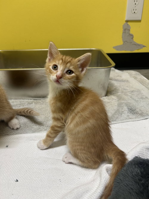 Crawfish, Baby Domestic Short Hair / Mixed, cat for adoption in Sanford, North Carolina