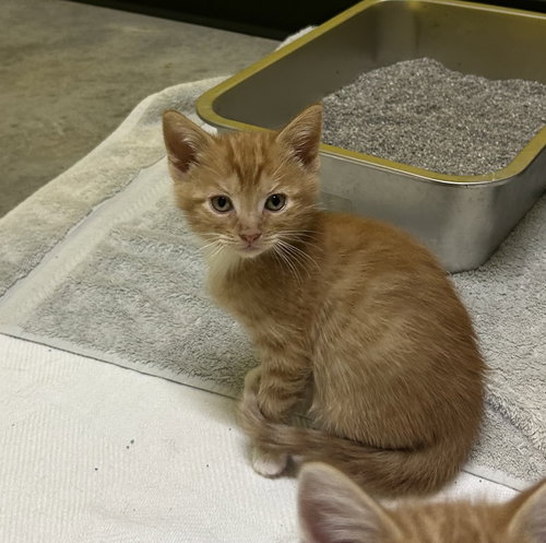 Shrimp, Baby Domestic Short Hair / Mixed, cat for adoption in Sanford, North Carolina