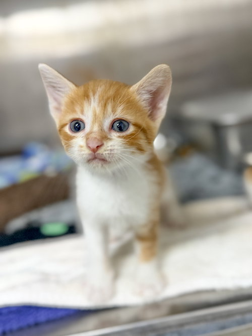 Taco, Baby Domestic Short Hair / Mixed, cat for adoption in Sanford, North Carolina
