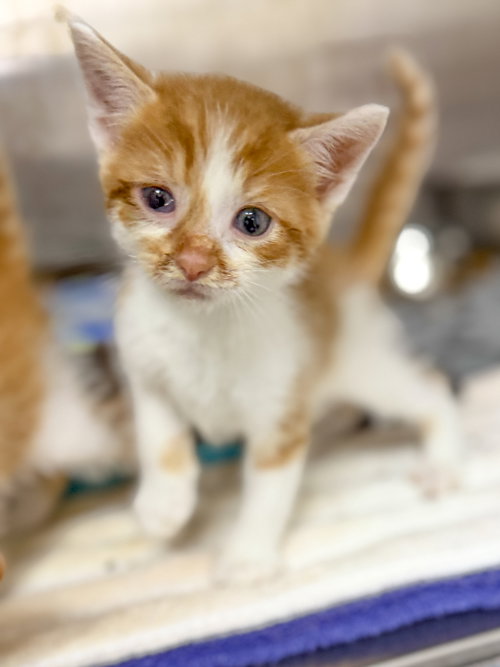 Nacho, Baby Domestic Short Hair / Mixed, cat for adoption in Sanford, North Carolina