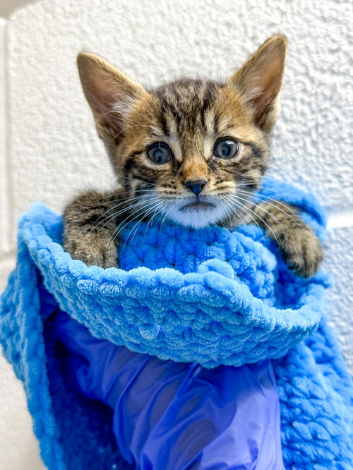 Tapioca, Baby Domestic Short Hair / Mixed, cat for adoption in Sanford, North Carolina
