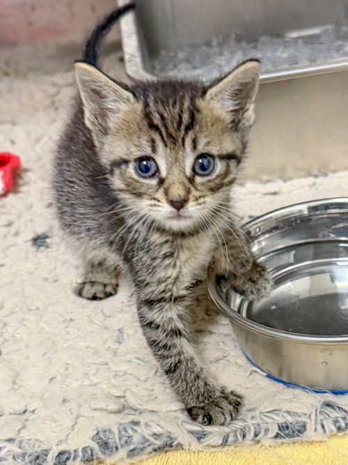 Tator Tot, Baby Domestic Short Hair / Mixed, cat for adoption in Sanford, North Carolina