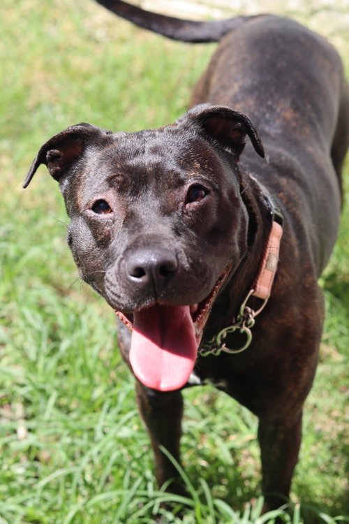 Carrot, an adoptable Staffordshire Bull Terrier in Sanford, NC