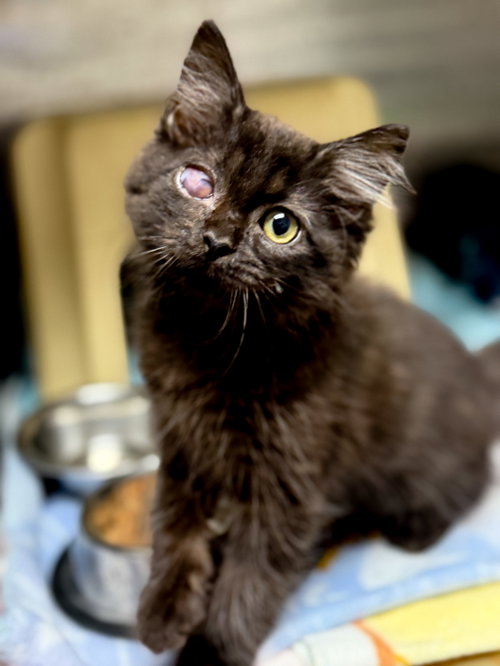 Ace, Young Domestic Medium Hair / Mixed (medium coat), cat for adoption in Sanford, North Carolina