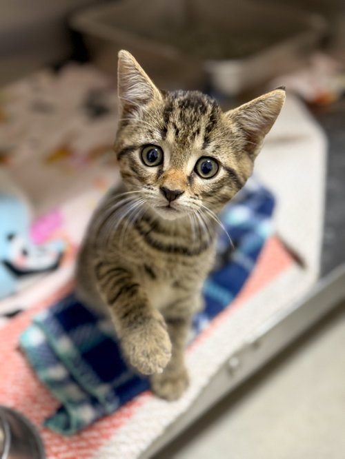 Kobe, Baby Domestic Short Hair, cat for adoption in Sanford, North Carolina