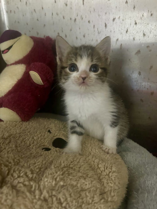 Johnny Cage, Baby Domestic Short Hair / Mixed (short coat), cat for adoption in Sanford, North Carolina