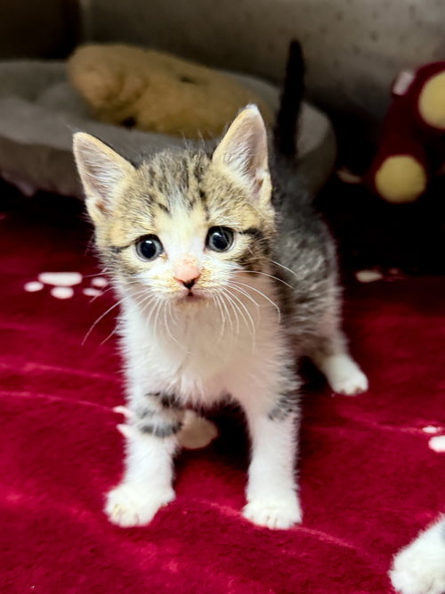 Johnny Cage, Baby Domestic Short Hair / Mixed (short coat), cat for adoption in Apex, North Carolina