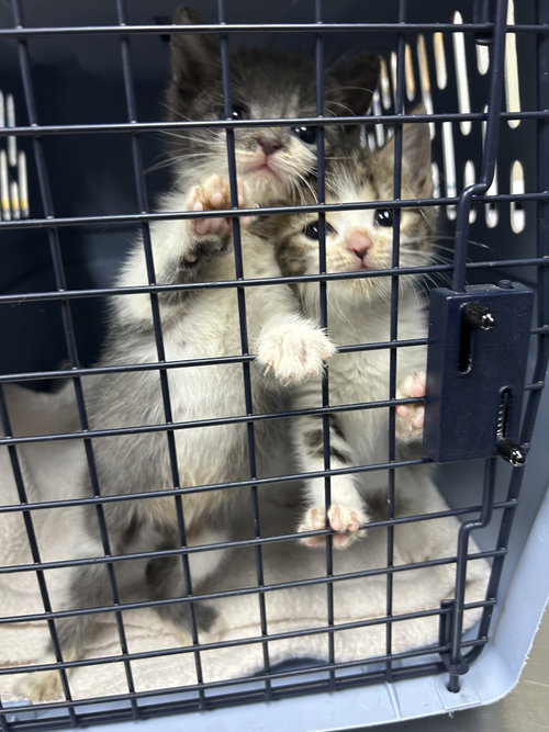 Shao Kahn, Baby Domestic Short Hair / Mixed (short coat), cat for adoption in Sanford, North Carolina