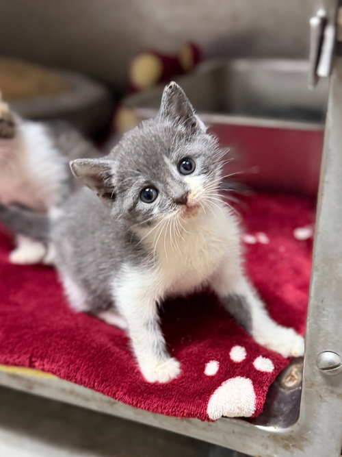 Shao Kahn, Baby Domestic Short Hair / Mixed (short coat), cat for adoption in Apex, North Carolina