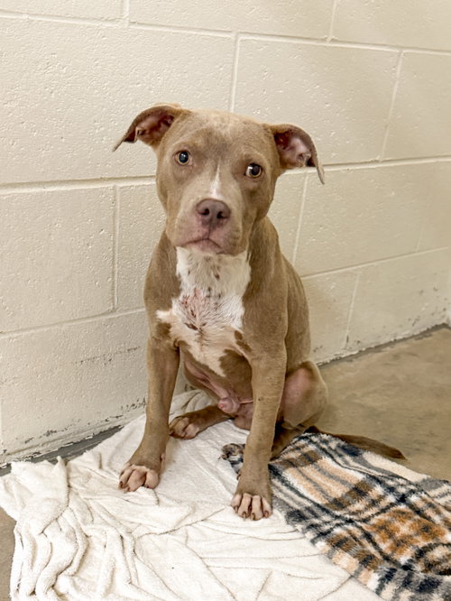 Azriel, an adoptable Pit Bull Terrier in Sanford, NC