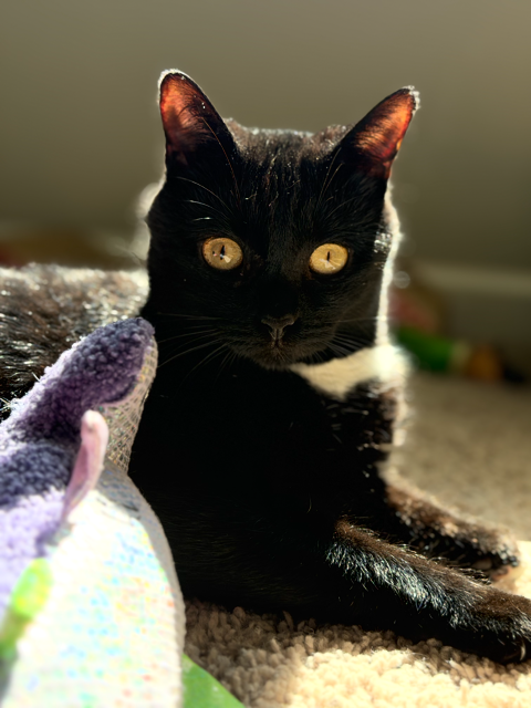 Nyx