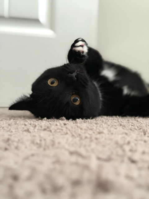 Photo 2 of Nyx (In Foster)