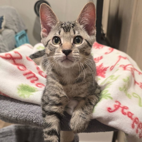 Eris (In Foster)