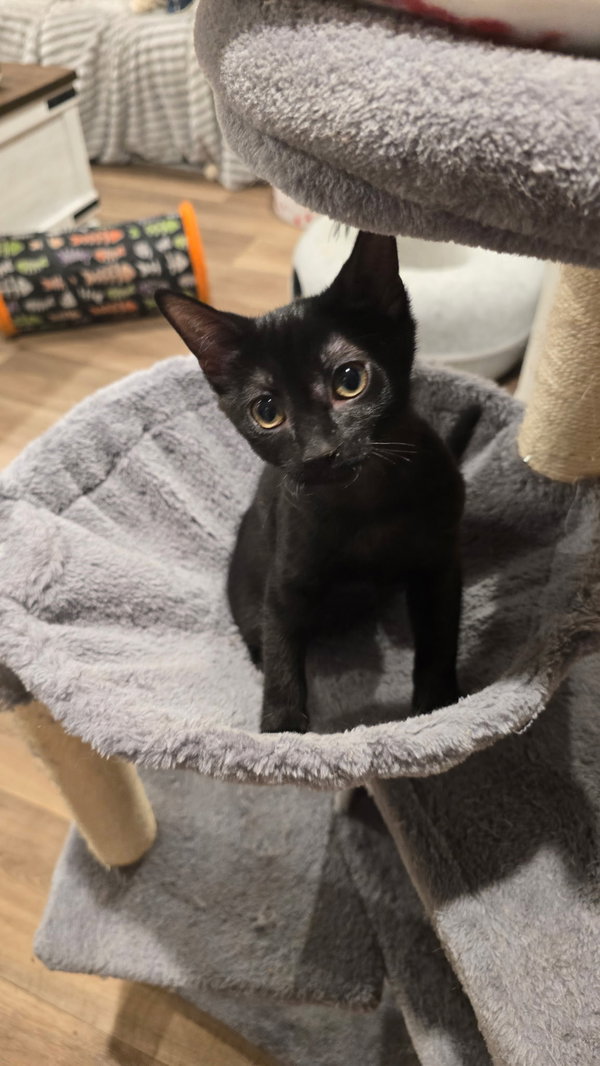 Emerie (In Foster)