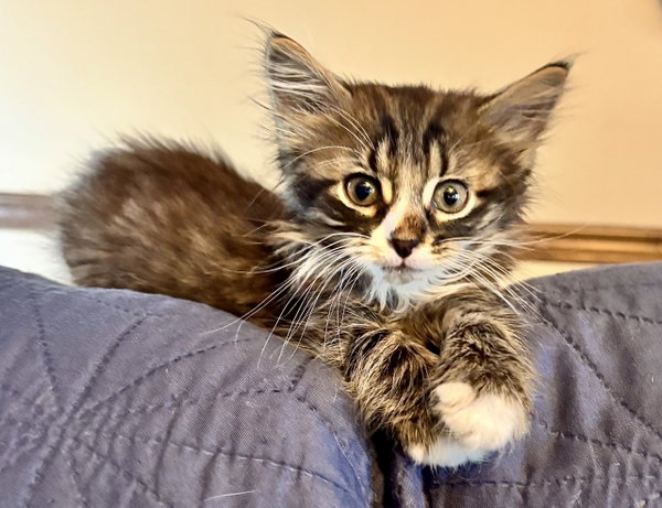 Tommy (In Foster)