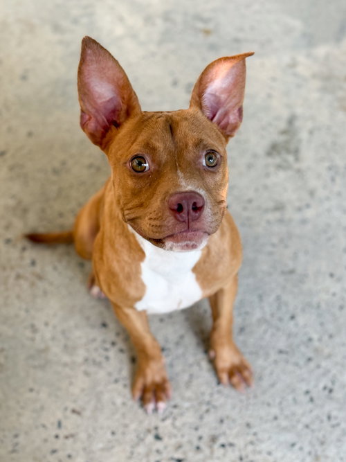 Sunflower, an adoptable dog