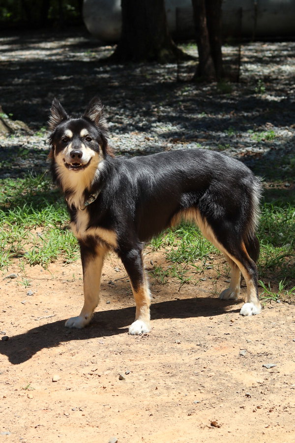 Bear (in foster to adopt home)
