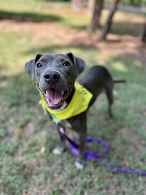 Andy, an adoptable dog