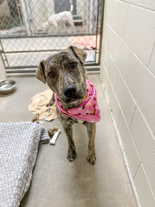 Tamagotchi, an adoptable dog