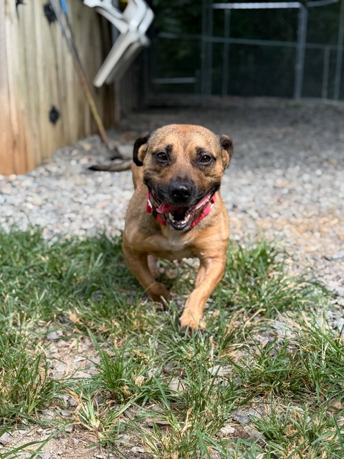 Mr. Smee, an adoptable dog