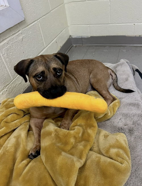 Mr. Smee, a dog for adoption from Carolina Animal Rescue And Adoption