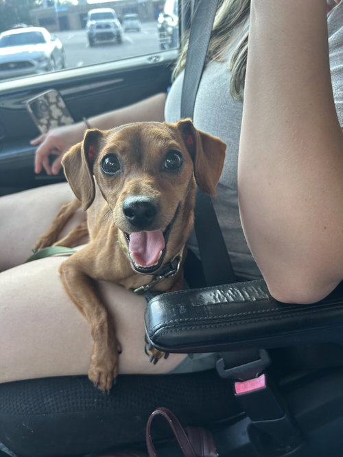 Pan Fry, an adoptable dog
