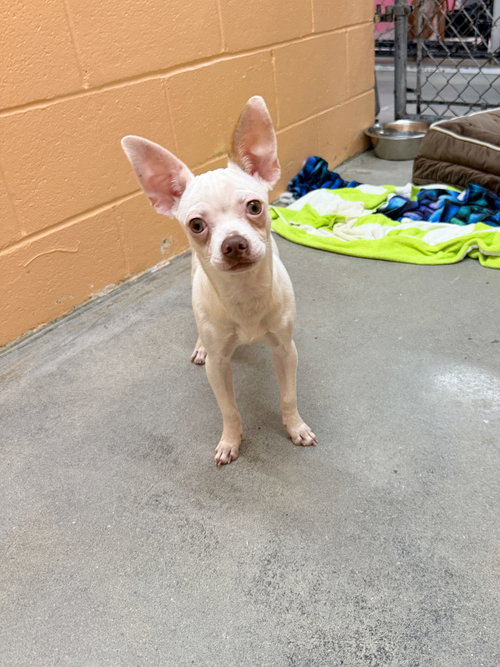 Rocksteady (I am Deaf), an adoptable dog