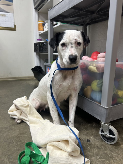 Cranberry, an adoptable dog