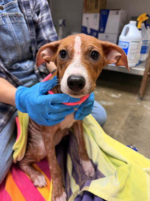 Apple, an adoptable dog