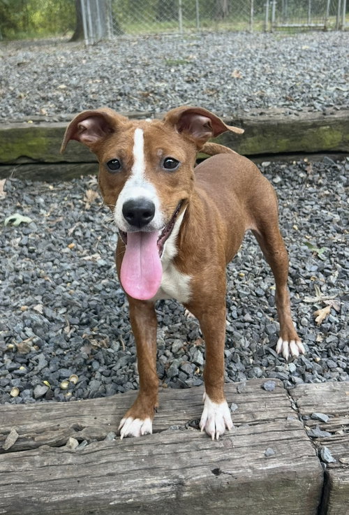 Apple, a dog for adoption from Carolina Animal Rescue And Adoption