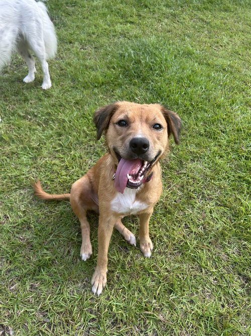 Ginger (In Foster), an adoptable dog