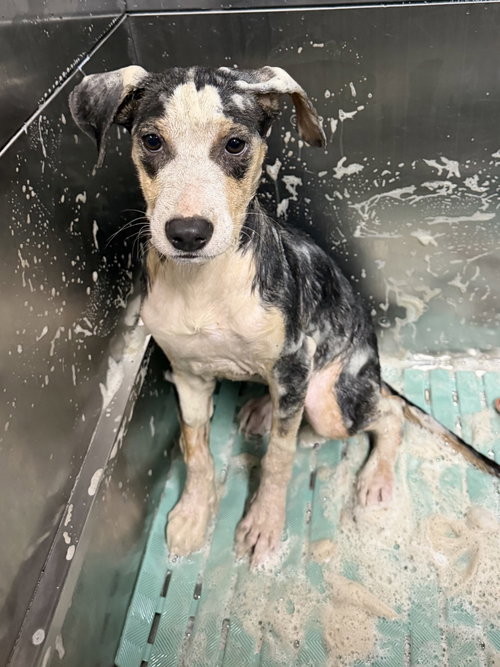 Ember, an adoptable dog