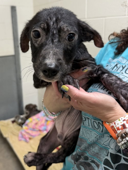 Espresso, an adoptable dog