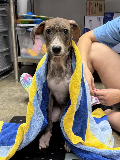 Pecan, an adoptable dog