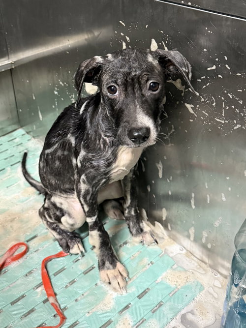 Raven, an adoptable dog