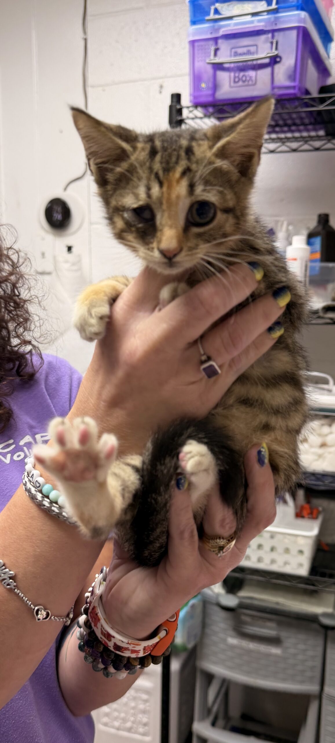 Pumpkin Spice Chai, Mixed Breed