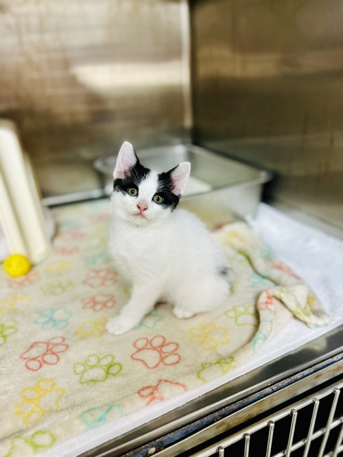 Cream Cheese Muffin, a cat for adoption from Carolina Animal Rescue And Adoption