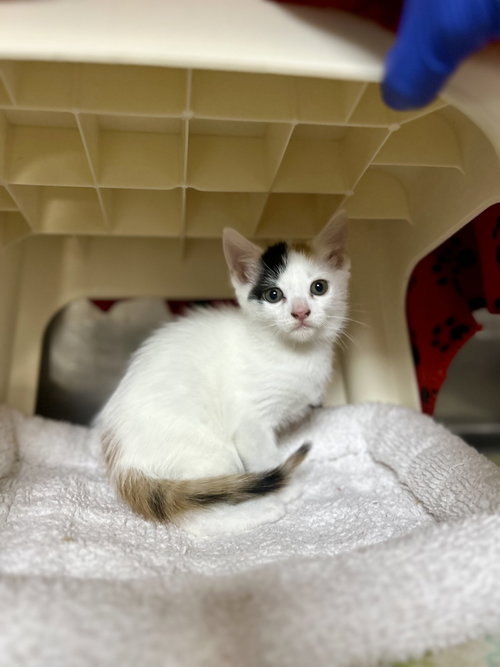 Pepita Loaf, a cat for adoption from Carolina Animal Rescue And Adoption