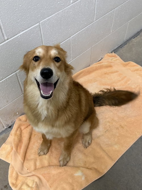 Coraline, an adoptable dog