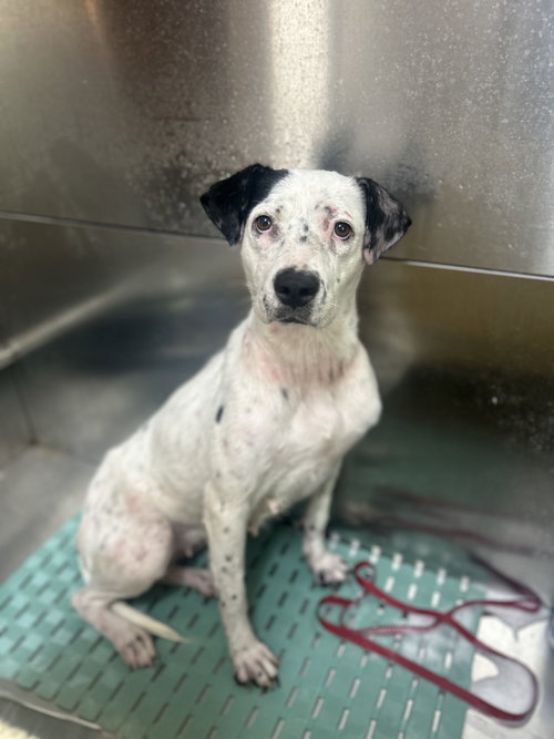 Cranberry, an adoptable dog