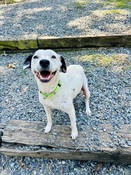 Cranberry, a dog for adoption from Carolina Animal Rescue And Adoption